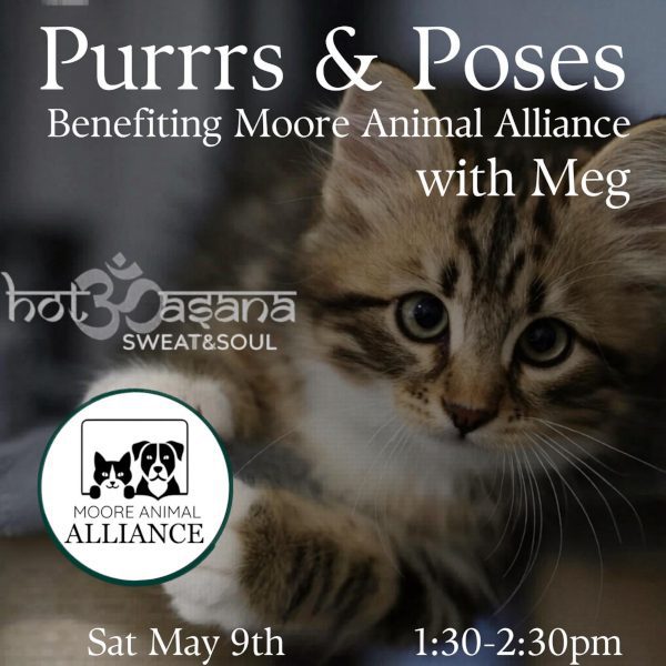 Purrrs & Poses Kitten Yoga to Benefit Moore Animal Alliance